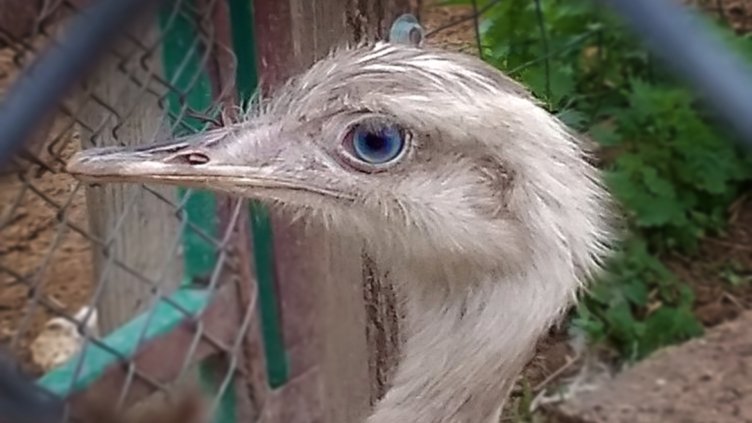 Със синеоко Нанду се сдоби варненският зоопарк (СНИМКИ)