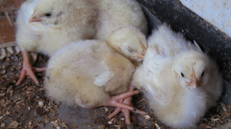 Забраняват пазарите на птици и свине в Бургаско