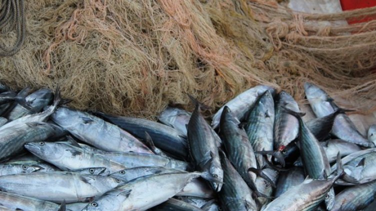Морето завря от паламуд, рибари вадят тонове край Царево