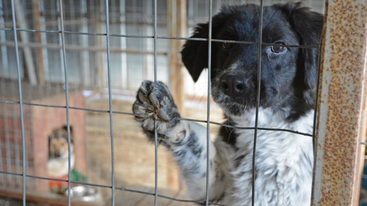 Осиновяват кучета на фестивал във Варна