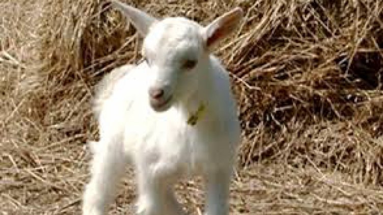 Нов режим: И зоопаркът в София се притесни от чумата