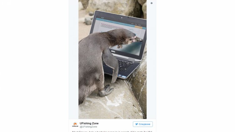 Самотен пингвин търси любов в сайта за запознанства „Много риба“ 