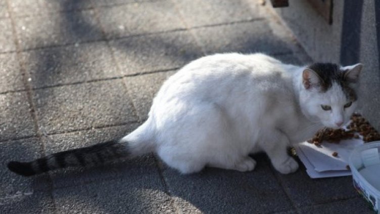 Над 23 000 са безстопанствените котки във Варна