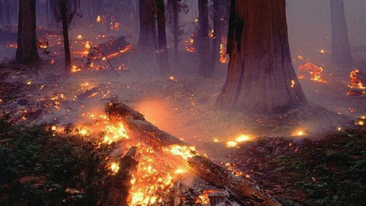 Едно от огнищата на пожара край Ардино отново се е запалило