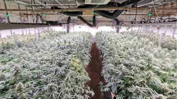 Превърнаха птицеферма във варненско село в наркооранжерия (СНИМКИ)