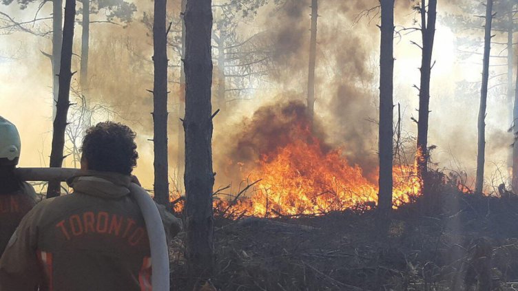 34 горски пожара от началото на годината в Североизточна България