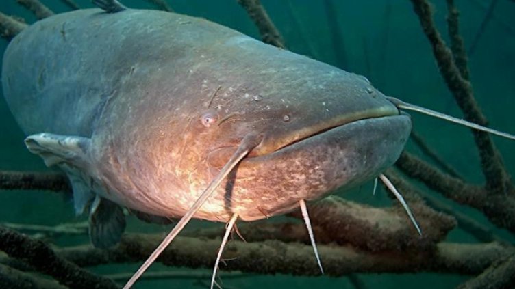 Останки от ІІ световна война открити в 3-метров сом