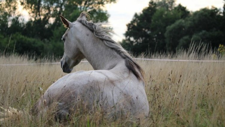 Ужас на "Хемус", камион блъсна кон, коли го разнесоха по асфалта