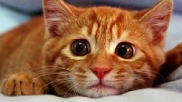 Милионерска вдовица завеща $300 000 на двете си... котки