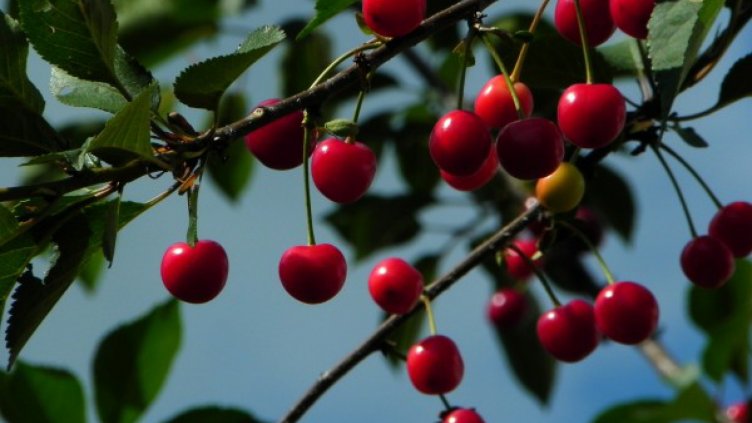 Отмениха Празника на черешата в Кюстендил