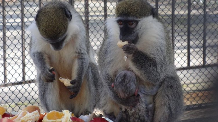 Снимки: Зоопарк Варна