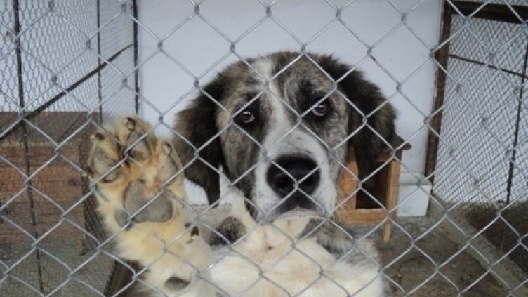 Във Варна протестират заради насилието над животните в приютите