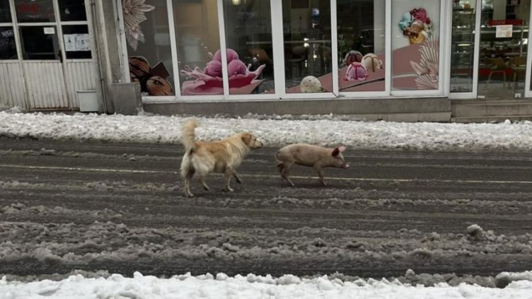 Мила родна картинка: Прасе и куче скитат в наш град