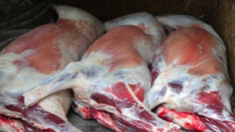 Пробутват ни румънски агнета за родни, яйца М – за размер L