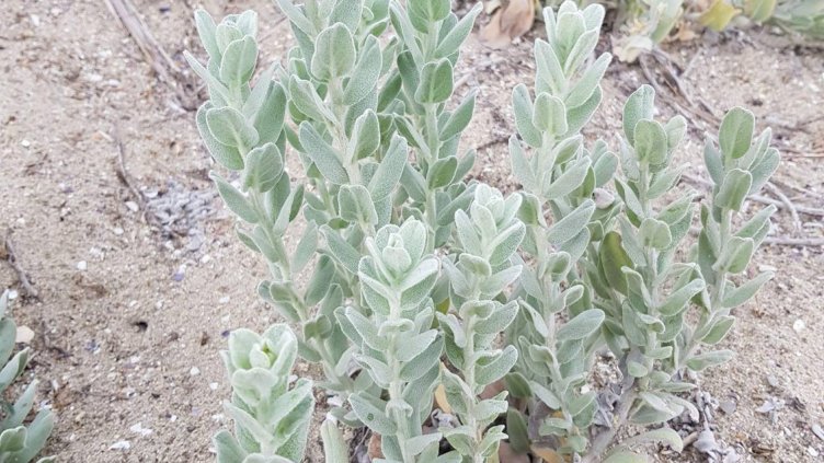 Рядък вид растение откриха във Варна експерти на РИОСВ