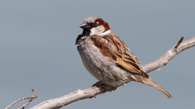 30% по-малко врабчета у нас за последните 10 години