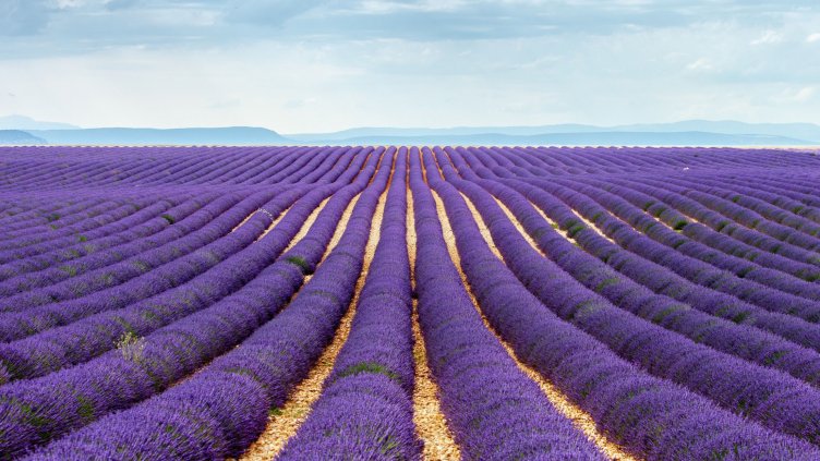 Рекордна е реколтата от лавандула през тази година