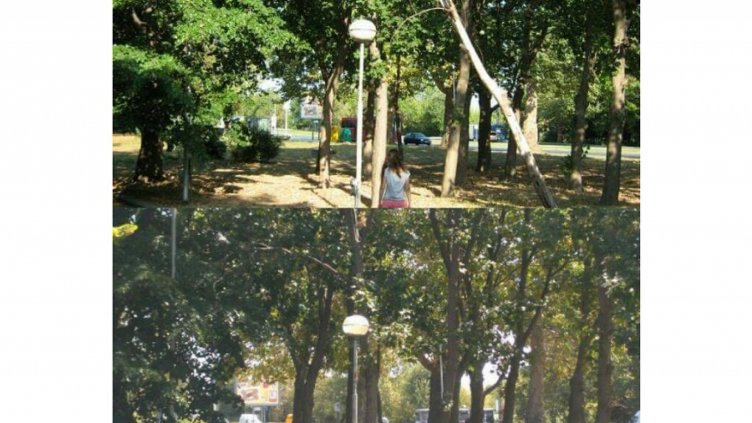 Премахнаха дървото убиец в "Чайка"