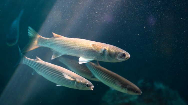 Десетки видове риби са изчезнали от Черно море