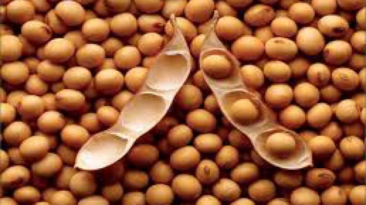 ЕП иска да намали вноса на соя от Южна Америка