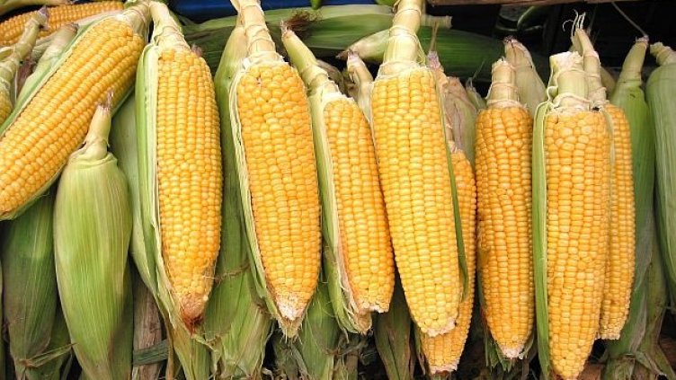 Бони и Клайд от Гроздьово опитаха да крадат царевица