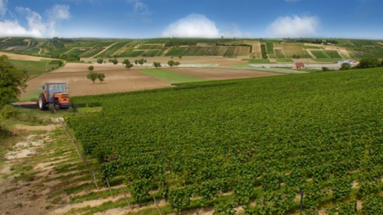 Шест поредни години животновъдството има положително външно търговско салдо