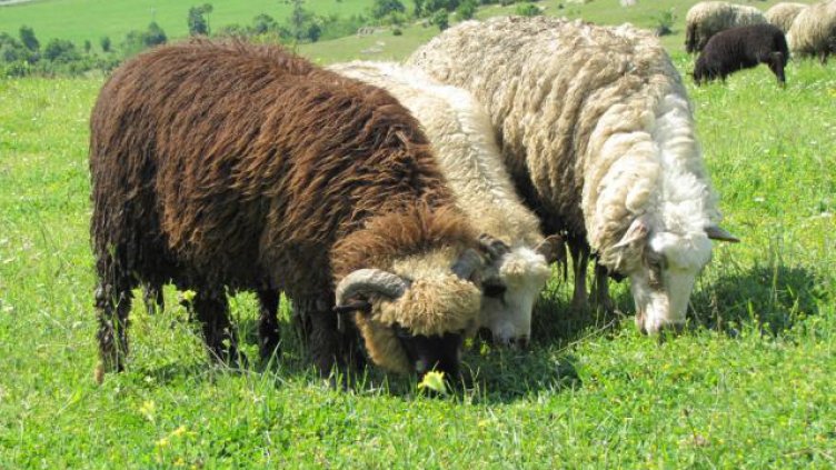 ОДБХ - Търговище, конфискува 7 овце