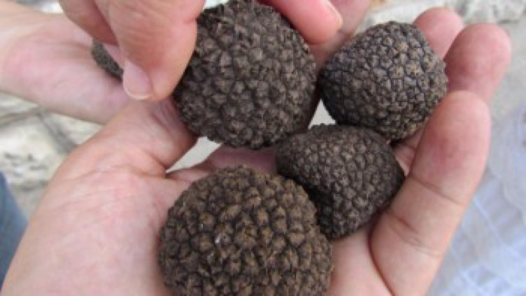 Черни летни трюфели в плантации ще се отглеждат и в България