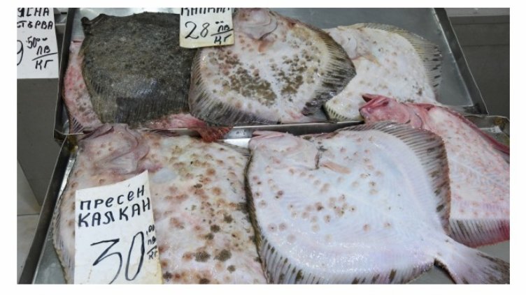 Любители на риба масово отсвириха калкана във Варна