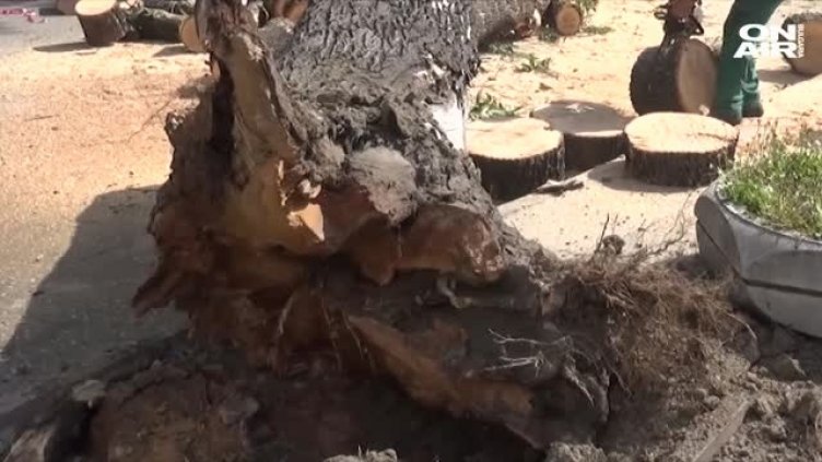 Огромно дърво падна върху кооперация