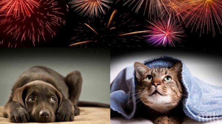 Как да спестим стреса на животните от пукотевицата на Нова година