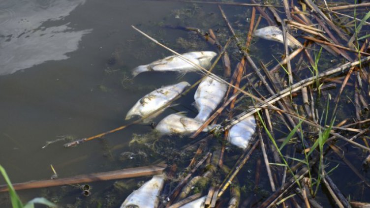 Липса на кислород убила рибата в Белославското езеро