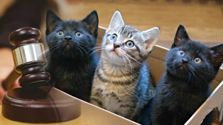 Глобиха жестоко пенсионер за изоставени котета