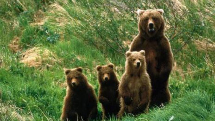 Експерти на РИОСВ – Варна, преброиха кафявите мечки