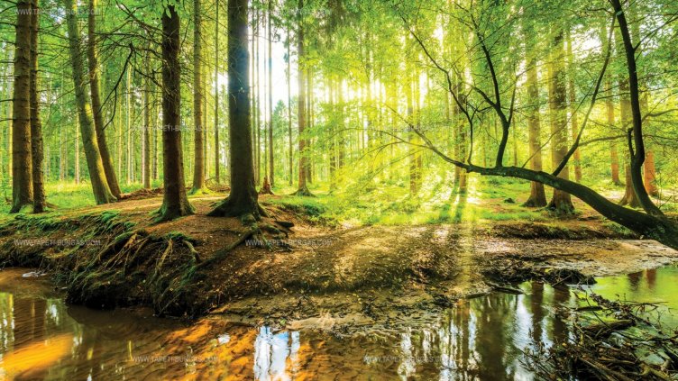 Най-малко желаещи да купят малки горски имоти има в Североизтока