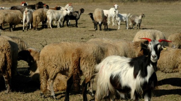 Поемаме борбата със &quot;син език&quot; на Балканите