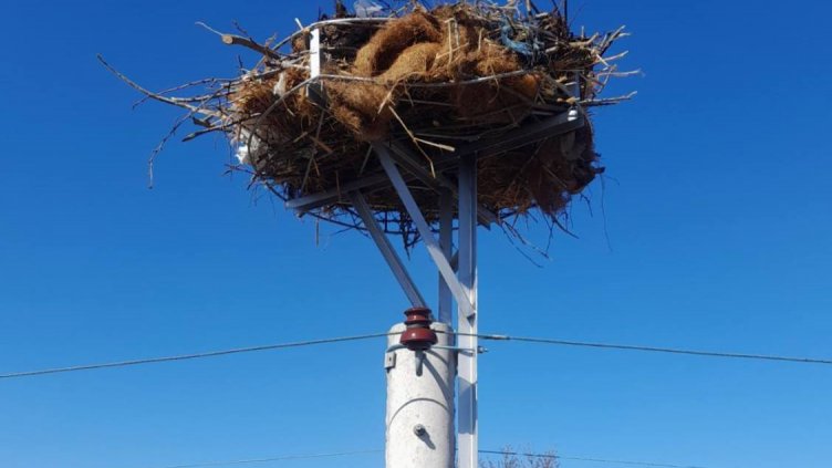 Енергото монтира щъркелови платформи за опазване живота на прелетните птици