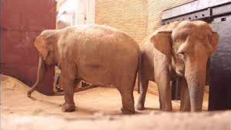 Отново има слонове в Софийския зоопарк