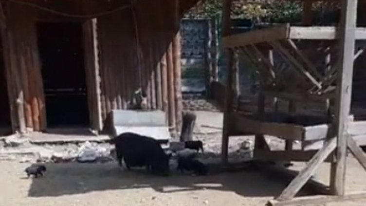 Продължава бейби бумът във Варненския зоопарк