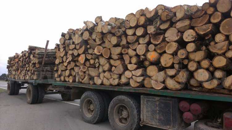 Съставиха два акта за незаконни дърва при акция във Варненско