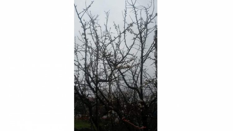 Джанки цъфнаха във Варна