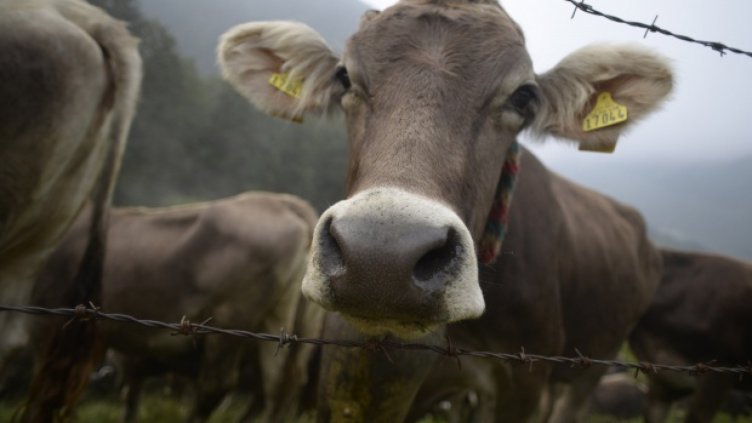 Животновъдите ще получат над 94,3 млн. лева