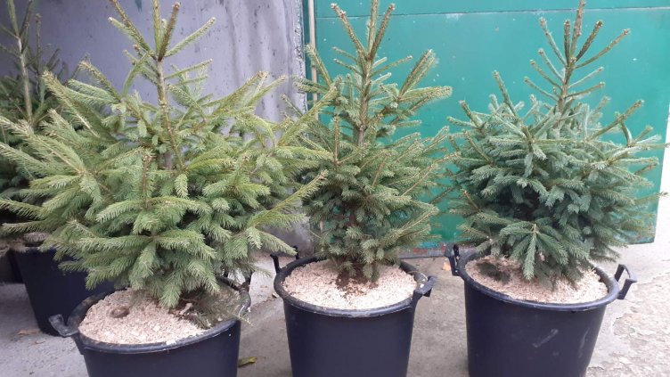 Над 750 коледни елхи продадоха горските стопанства през декември 2022 г.