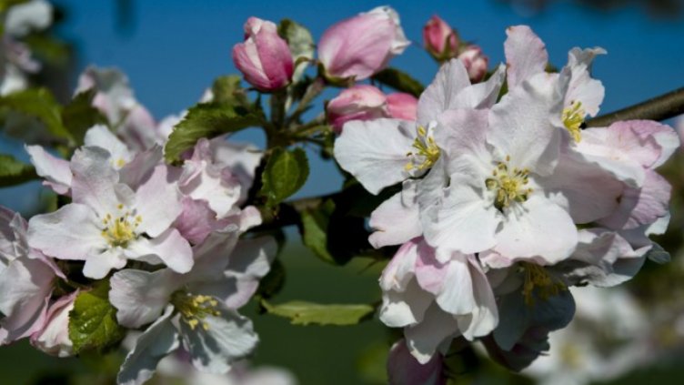 Не е шега, очаква се около 24 градуса днес