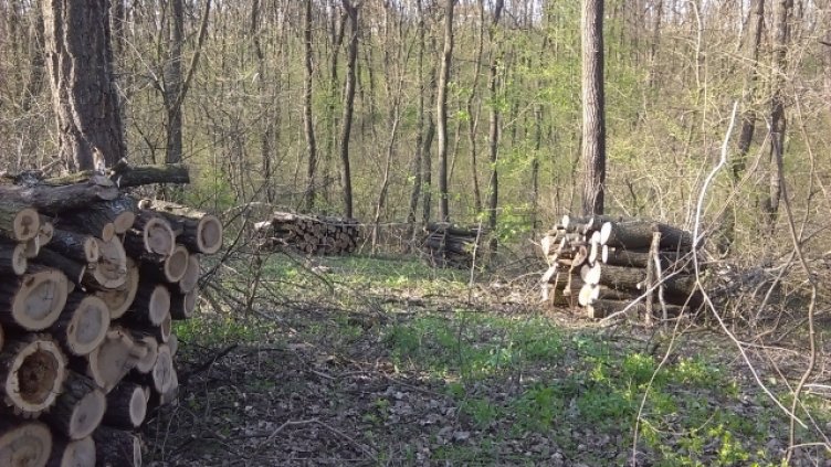 Днес изтича забраната за износ на дървесина