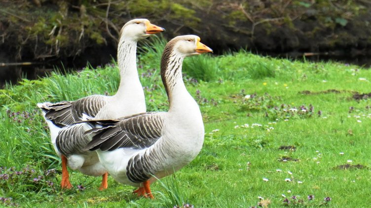 Силно намалява броят на гъските у нас