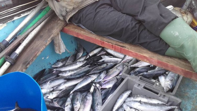 Морски бизнес: Борбата с нелегалния улов обхвана и рибния ни пазар