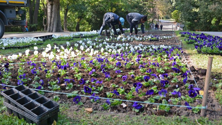Тръгна есенното зацветяване на Морската градина във Варна