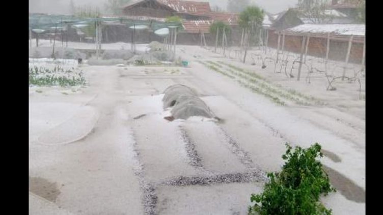 Около 70 хиляди дка са засегнатите площи при падналите градушка и дъжд