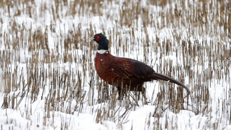 Умъртвиха 5600 фазани край Елхово, болни от птичи грип